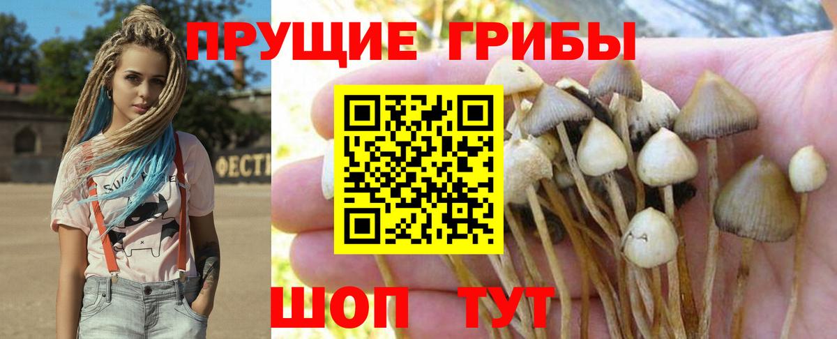 Псилоцибиновые грибы Psilocybine cubensis Клин